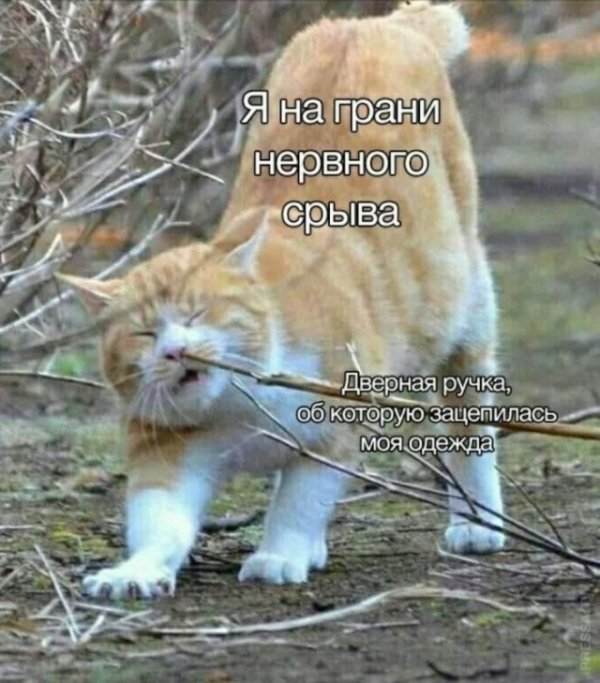 Картинки и мемы для настроения