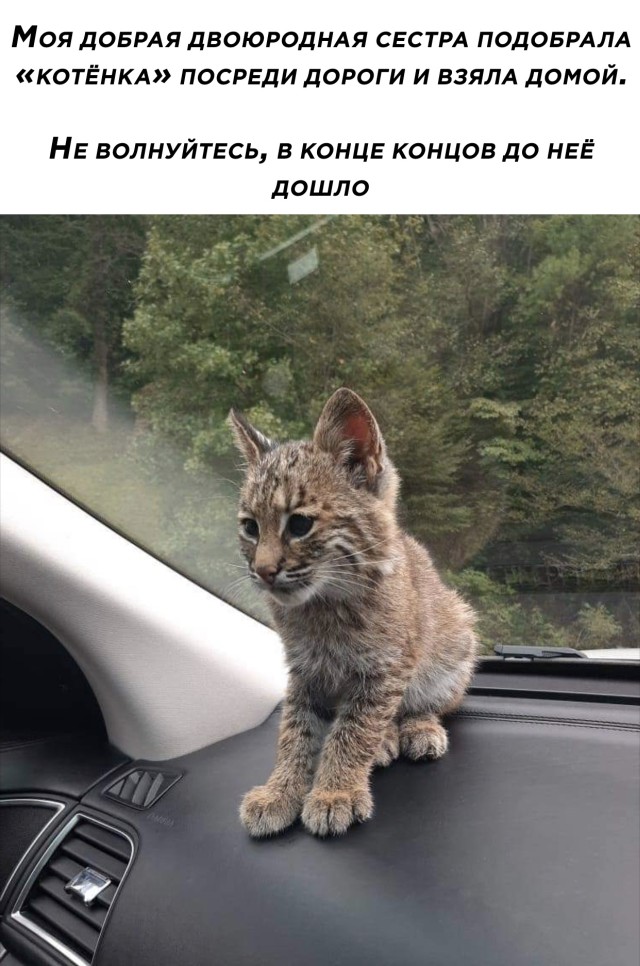 Смешные картинки вечер 14 декабря 2020