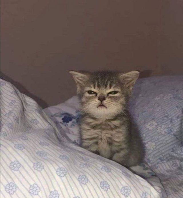 Недовольный котик