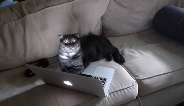 Кот за ноутбуком