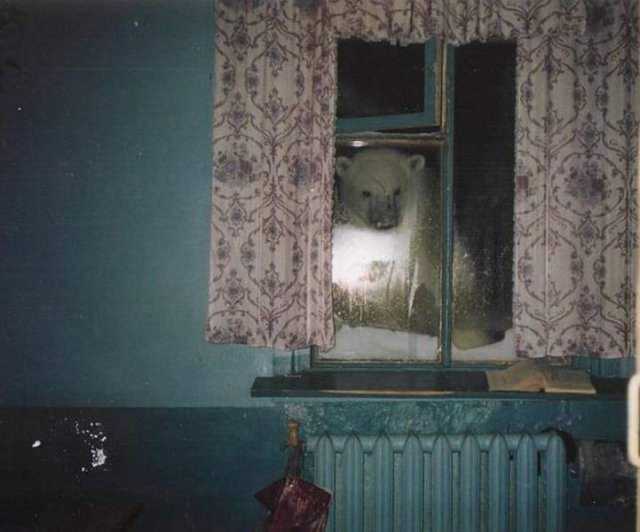 Белый медведь за окном