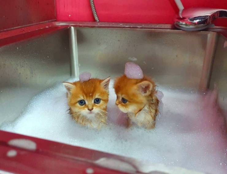 Смешные картинки вечер 16 декабря 2020