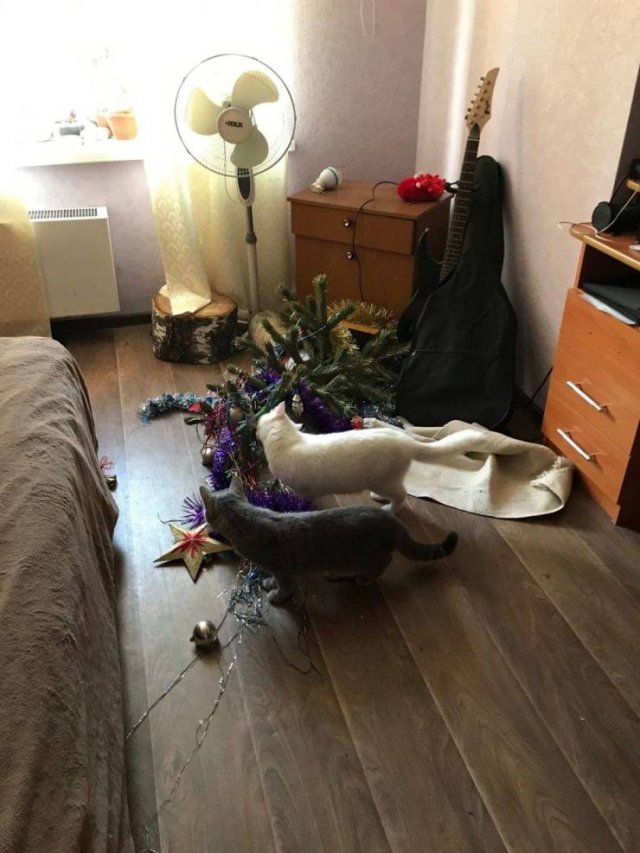 Коты повалили ёлку