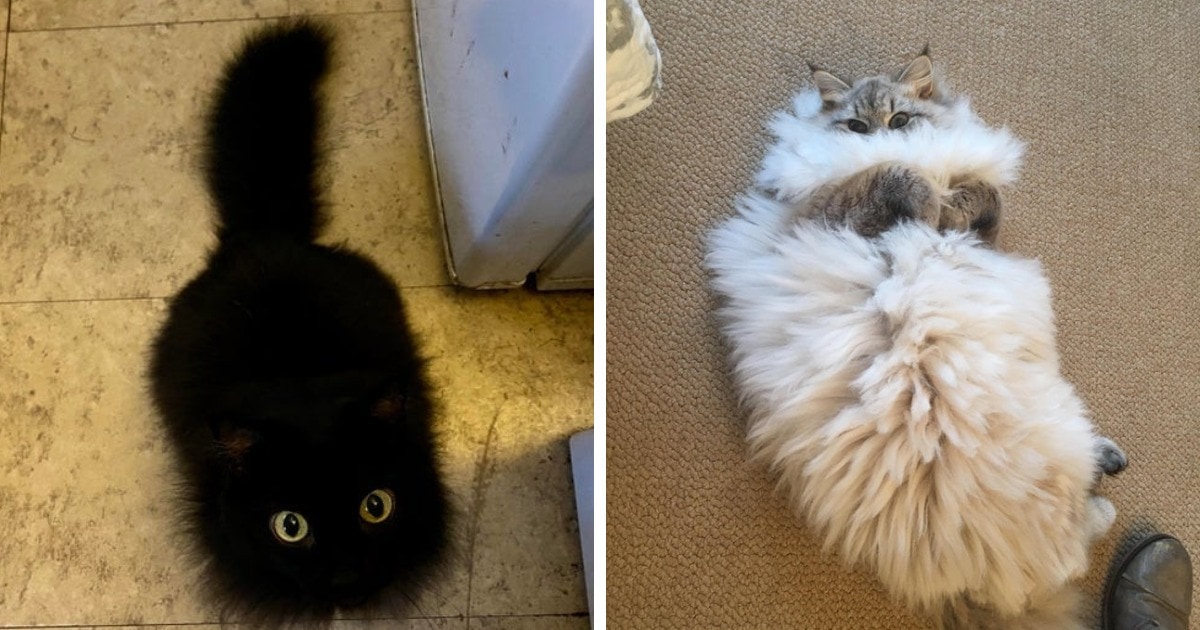 19 фотографий котиков, которые настолько пушисты, что как будто состоят из меха на 99%