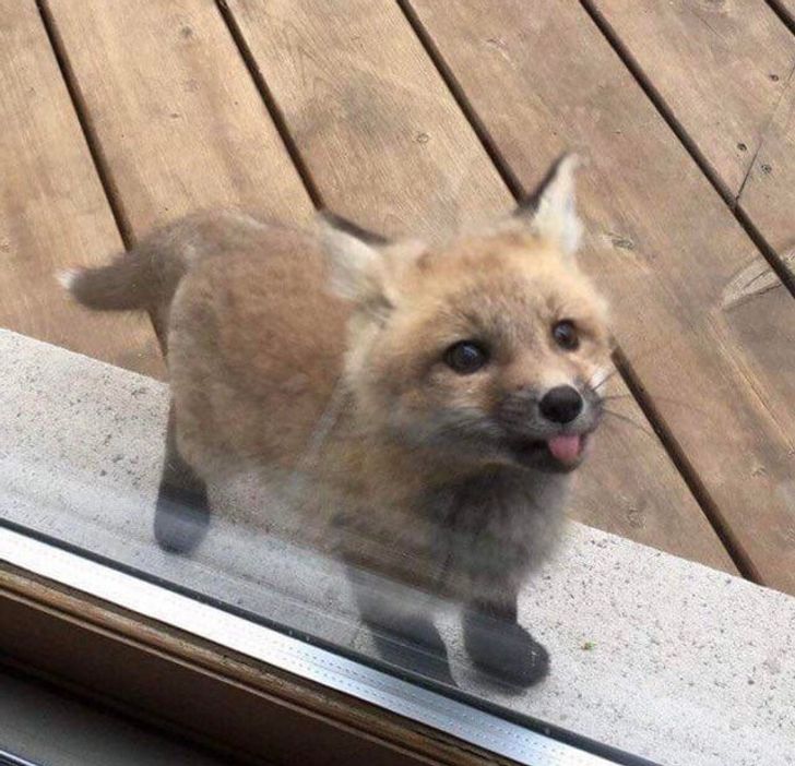 15+ харизматичных зверушек, которые ну совсем как мы