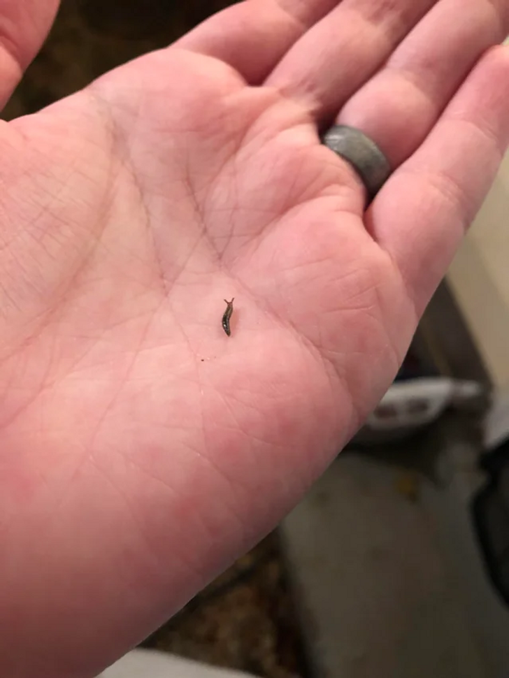 15+ харизматичных зверушек, которые ну совсем как мы