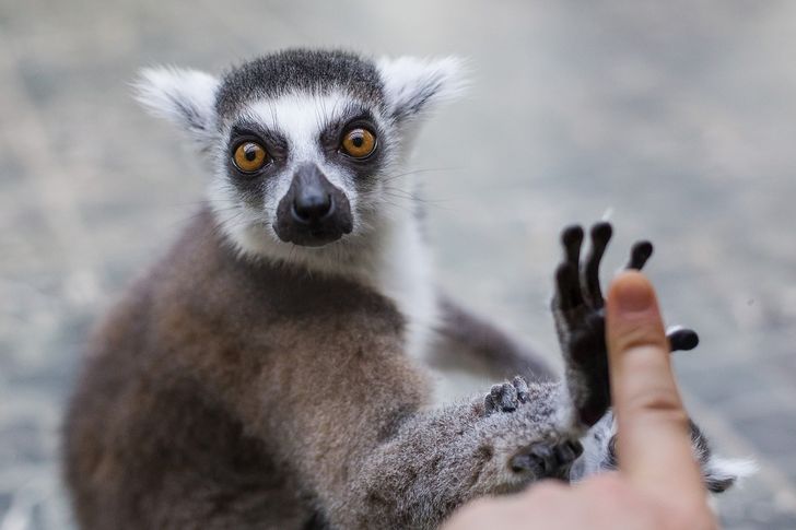 15+ харизматичных зверушек, которые ну совсем как мы