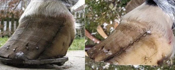 Больно ли лошади, когда ей вбивают в копыто гвозди и ставят подкову?