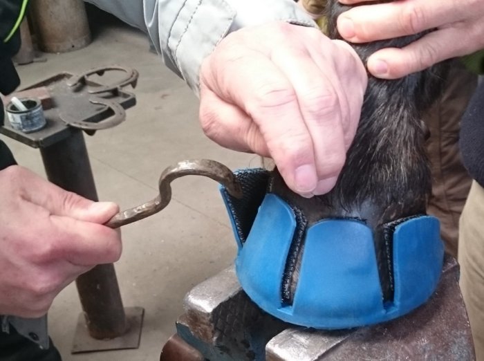 Больно ли лошади, когда ей вбивают в копыто гвозди и ставят подкову? Больно ли лошади, когда ей вбивают в копыто гвозди и ставят подкову?