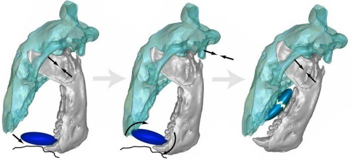 Колпономос: Ходи по дну, круши панцири, оставляй кучу вопросов — странный девиз для подводного медведя
