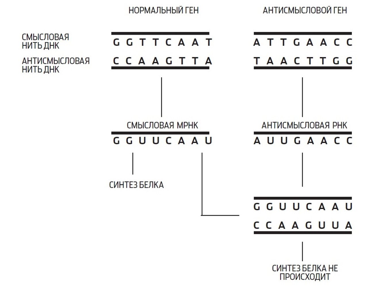 Как происходит синтез белка в клетке
