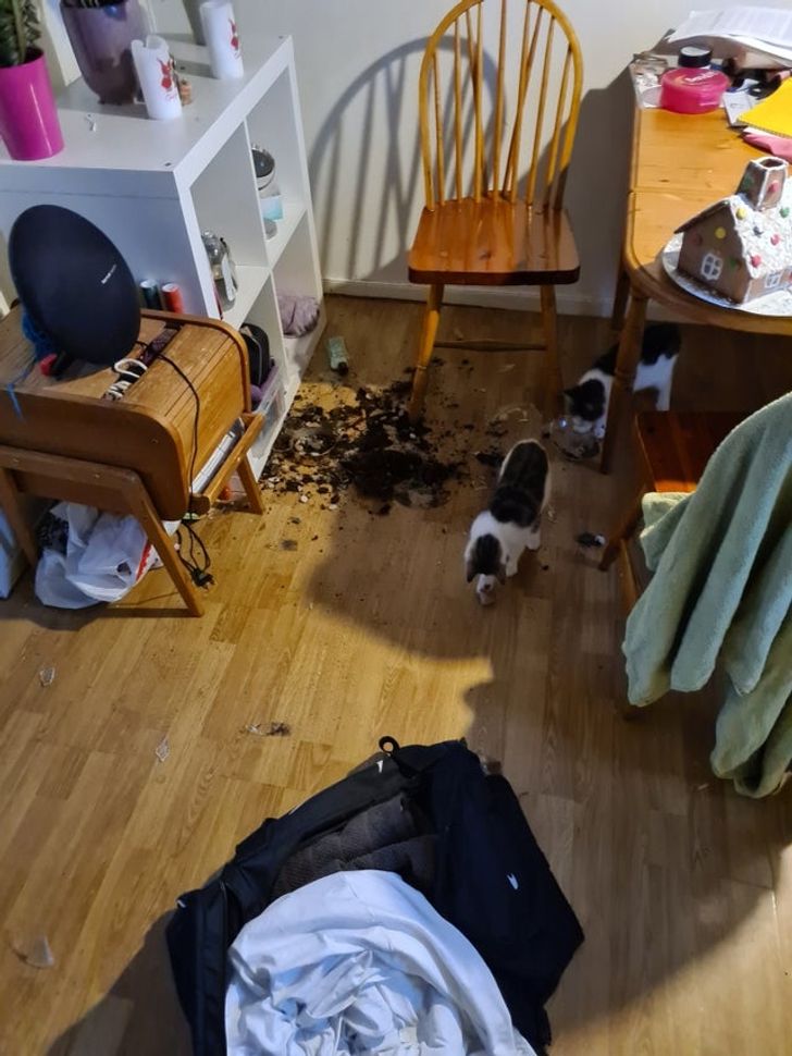 20 историй, как люди завели больше одного кота и вдруг поняли, насколько же это круто
