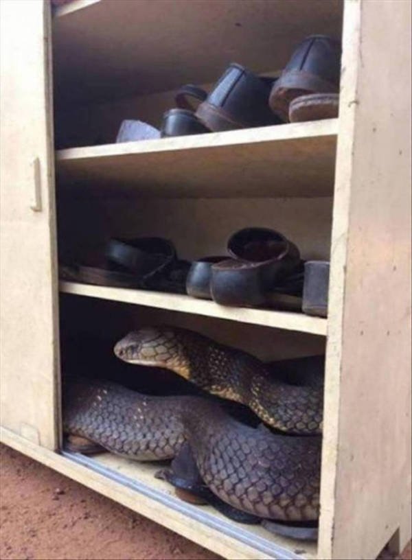 Cолянки из картинок