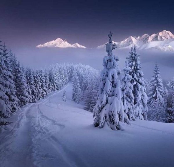 Cолянки из картинок