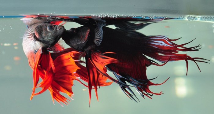 Петушок: Агрессивный питомец для боев без правил. Рыбка, которую нужно держать одну в отдельном аквариуме Петушок: Агрессивный питомец для боев без правил. Рыбка, которую нужно держать одну в отдельном аквариуме