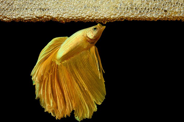 Петушок: Агрессивный питомец для боев без правил. Рыбка, которую нужно держать одну в отдельном аквариуме Петушок: Агрессивный питомец для боев без правил. Рыбка, которую нужно держать одну в отдельном аквариуме