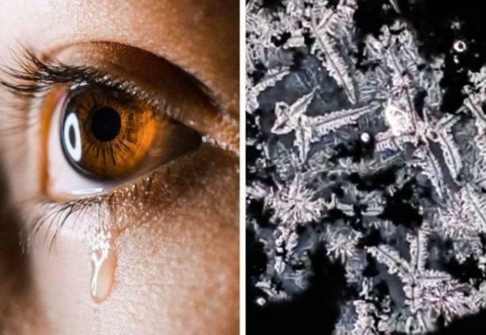 15 поразительных фото, которые демонстрируют некоторые вещи под микроскопом 15 поразительных фото, которые демонстрируют некоторые вещи под микроскопом