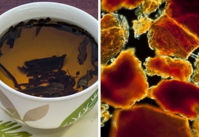 15 поразительных фото, которые демонстрируют некоторые вещи под микроскопом 15 поразительных фото, которые демонстрируют некоторые вещи под микроскопом