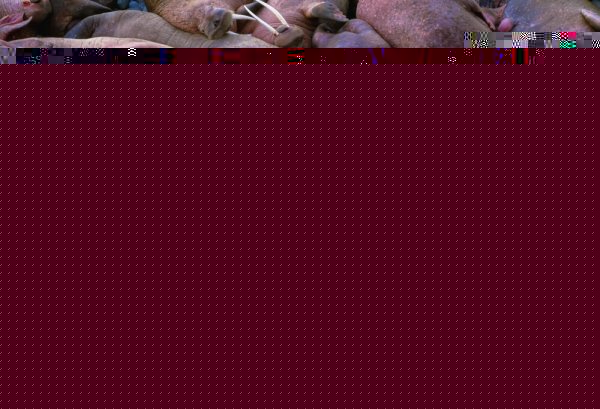 Замечательные фотографии Арта Вулфа Замечательные фотографии Арта Вулфа