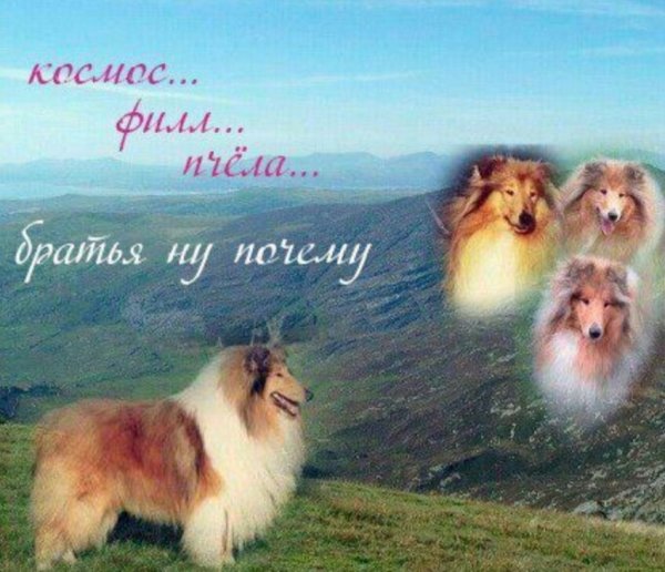 Нестандартный юмор :)