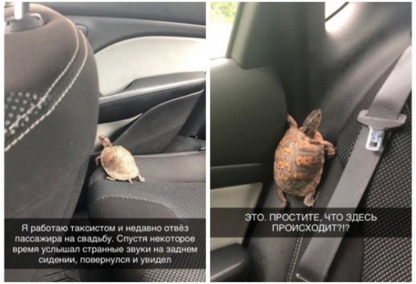 Кретинизмы из сети