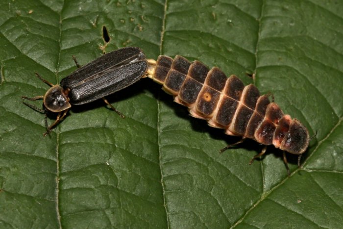 Иван-червь: Каков он, основной русский светлячок? Когда и где их можно увидеть? Иван-червь: Каков он, основной русский светлячок? Когда и где их можно увидеть?