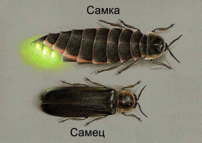 Иван-червь: Каков он, основной русский светлячок? Когда и где их можно увидеть? Иван-червь: Каков он, основной русский светлячок? Когда и где их можно увидеть?
