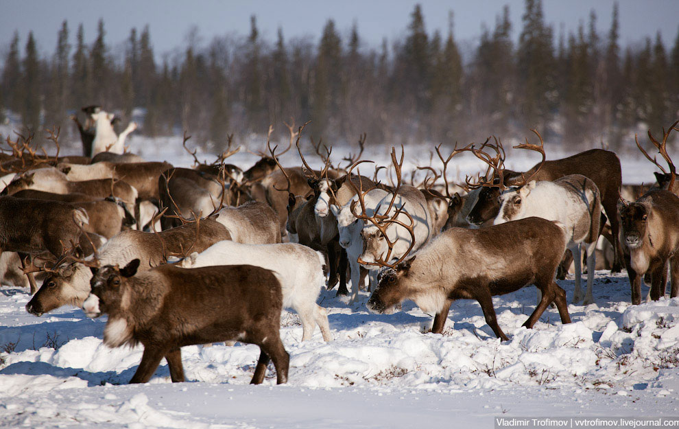 Путешествие по тундре Путешествие по тундре