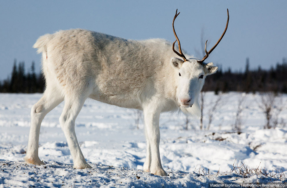 Путешествие по тундре Путешествие по тундре
