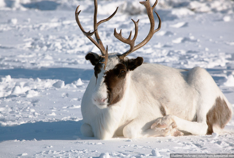Путешествие по тундре Путешествие по тундре