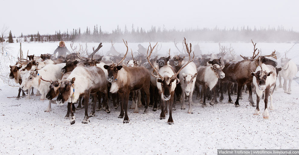 Путешествие по тундре Путешествие по тундре