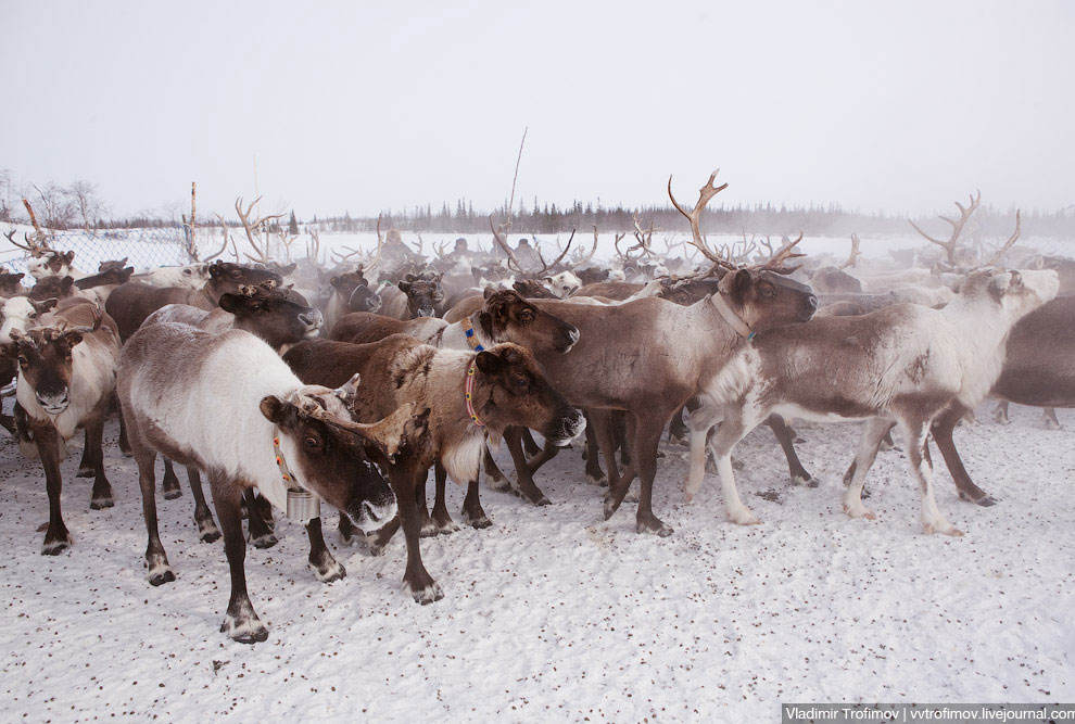 Путешествие по тундре Путешествие по тундре