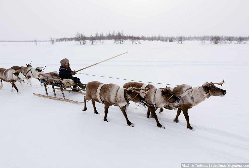 Путешествие по тундре Путешествие по тундре
