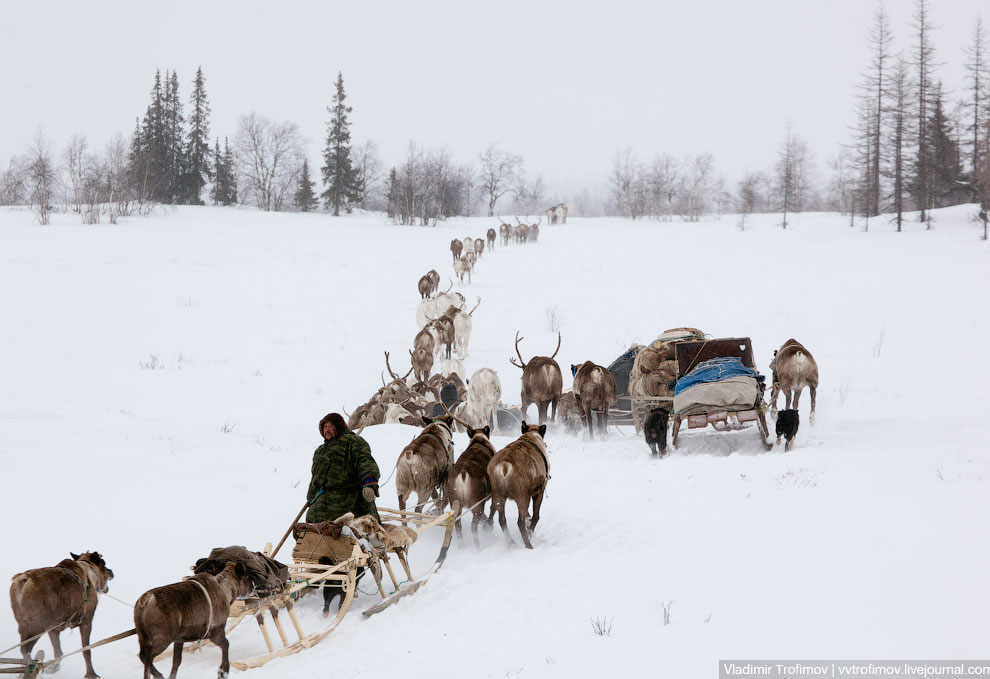 Путешествие по тундре Путешествие по тундре
