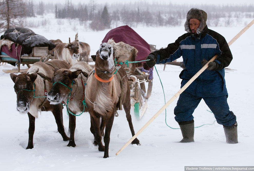 Путешествие по тундре Путешествие по тундре