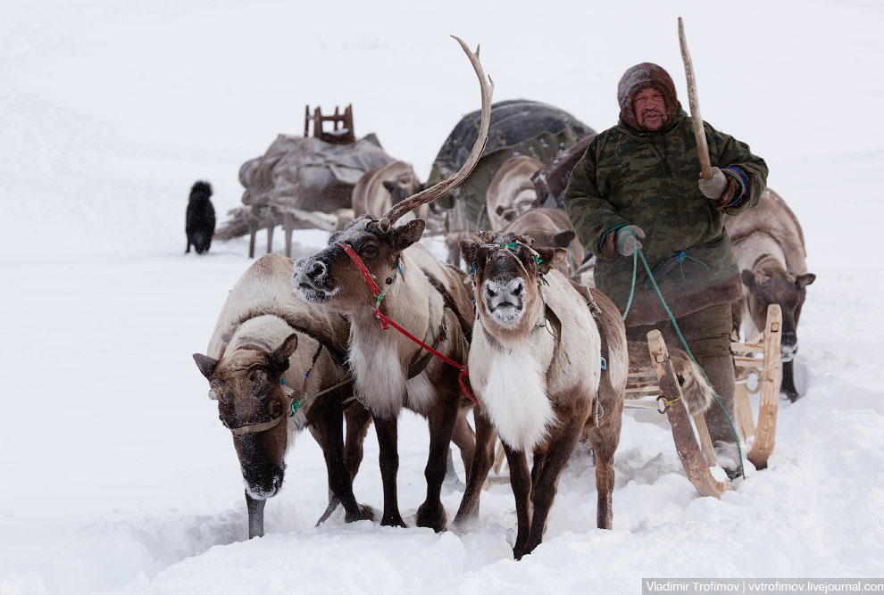 Путешествие по тундре Путешествие по тундре