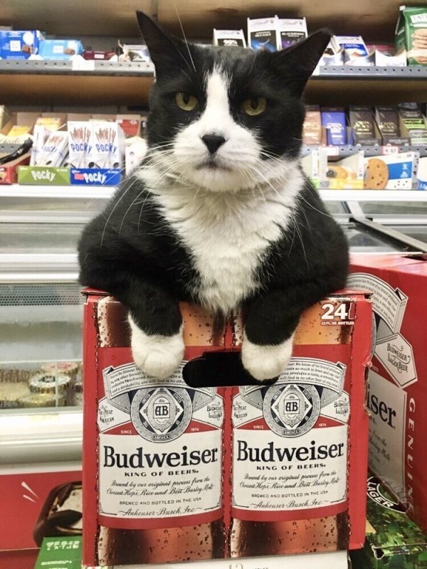 30 наглых котеек, которые превратили магазины в свои владения 30 наглых котеек, которые превратили магазины в свои владения