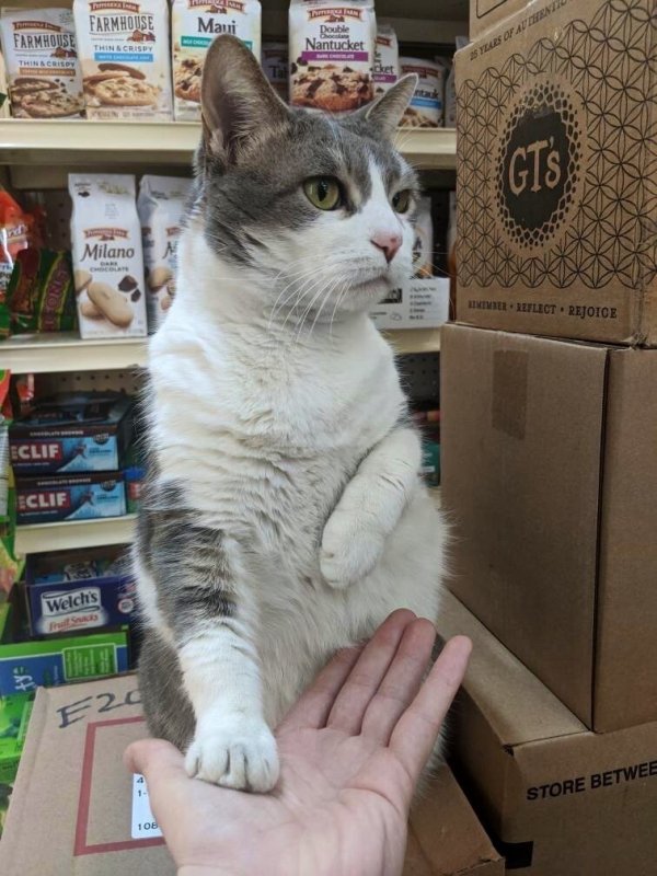 30 наглых котеек, которые превратили магазины в свои владения 30 наглых котеек, которые превратили магазины в свои владения