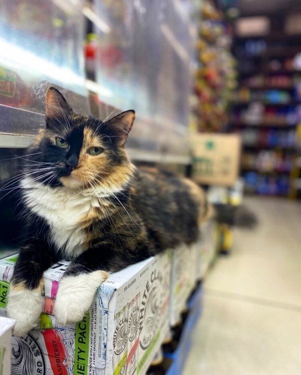 30 наглых котеек, которые превратили магазины в свои владения 30 наглых котеек, которые превратили магазины в свои владения