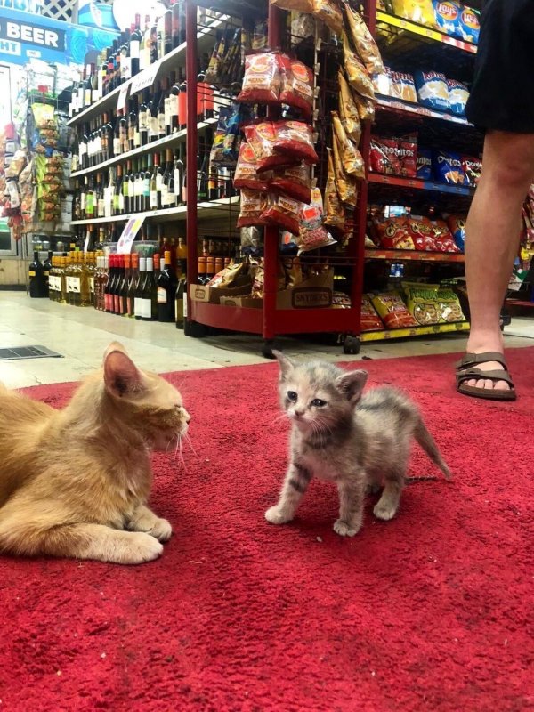 30 наглых котеек, которые превратили магазины в свои владения 30 наглых котеек, которые превратили магазины в свои владения