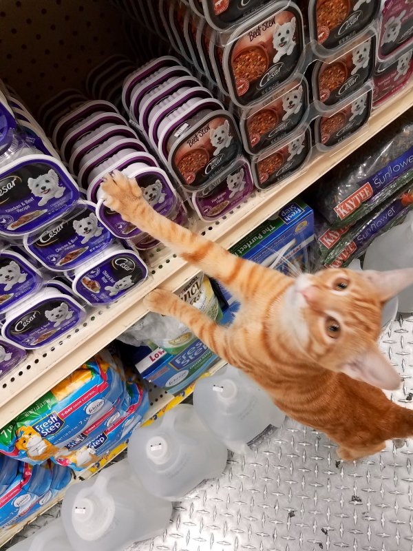 30 наглых котеек, которые превратили магазины в свои владения 30 наглых котеек, которые превратили магазины в свои владения