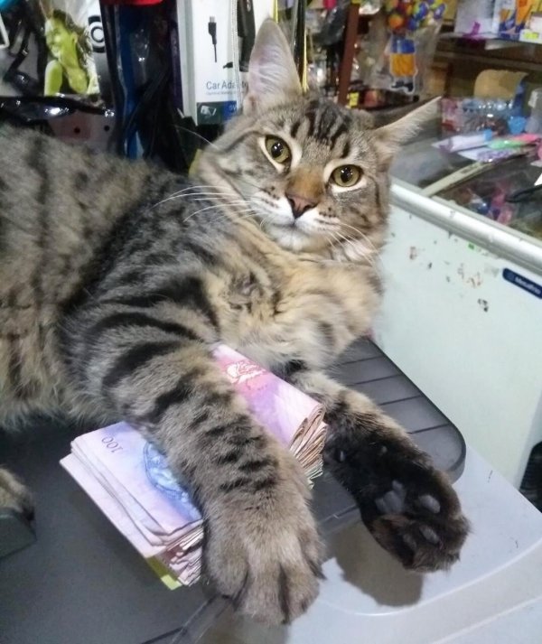 30 наглых котеек, которые превратили магазины в свои владения 30 наглых котеек, которые превратили магазины в свои владения