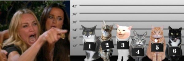 Кота не переубедить