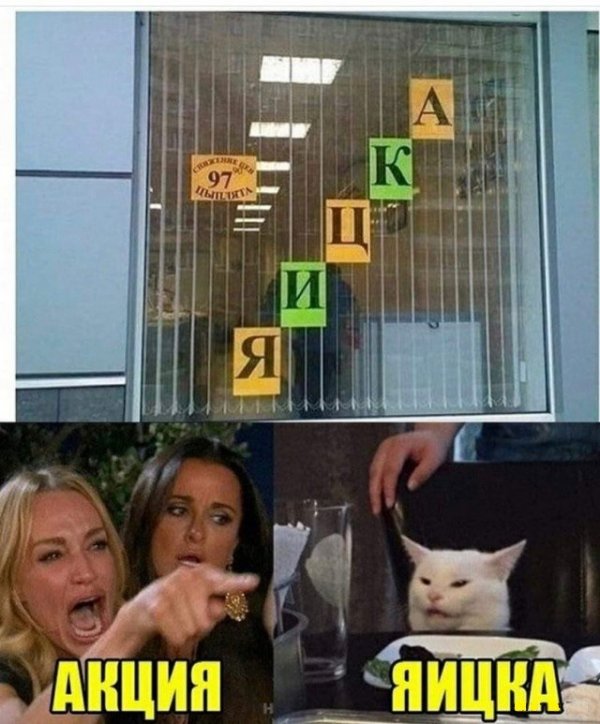 Кота не переубедить