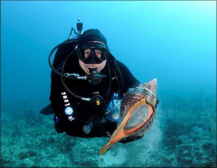 Лошадиная улитка: Огромный моллюск рекордсмен и его безумно медленные способы крошить свою добычу Лошадиная улитка: Огромный моллюск рекордсмен и его безумно медленные способы крошить свою добычу