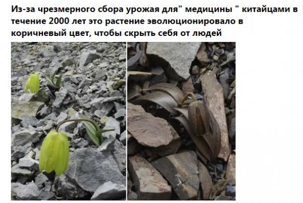 Фото-винегрет