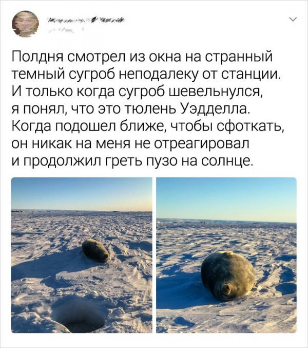 Записки полярника: новые твиты от мужчины, который провел целое лето в Антарктиде
