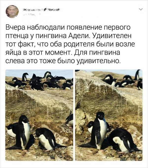 Записки полярника: новые твиты от мужчины, который провел целое лето в Антарктиде