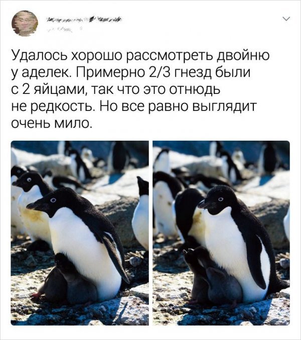 Записки полярника: новые твиты от мужчины, который провел целое лето в Антарктиде