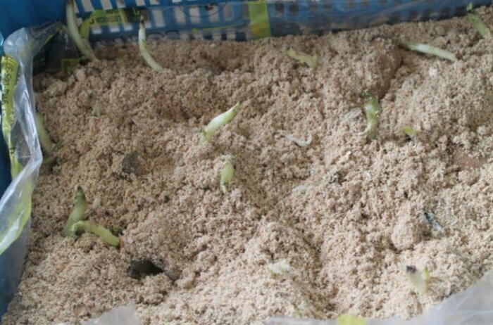 После замачивания ростки помещаются в смоченные опилки / Фото: poradum.com.ua